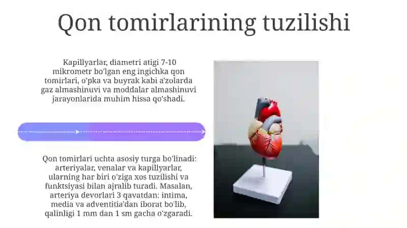 Qon tomir tizimi fizalogiyasi 4