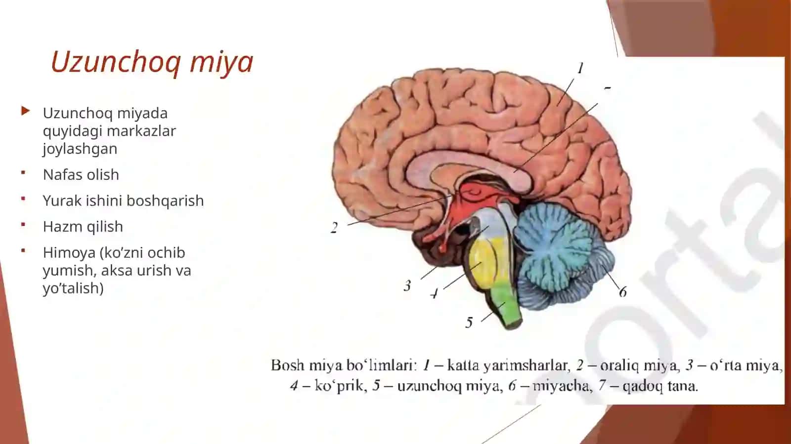 Bosh miya va uning vazifasi 4