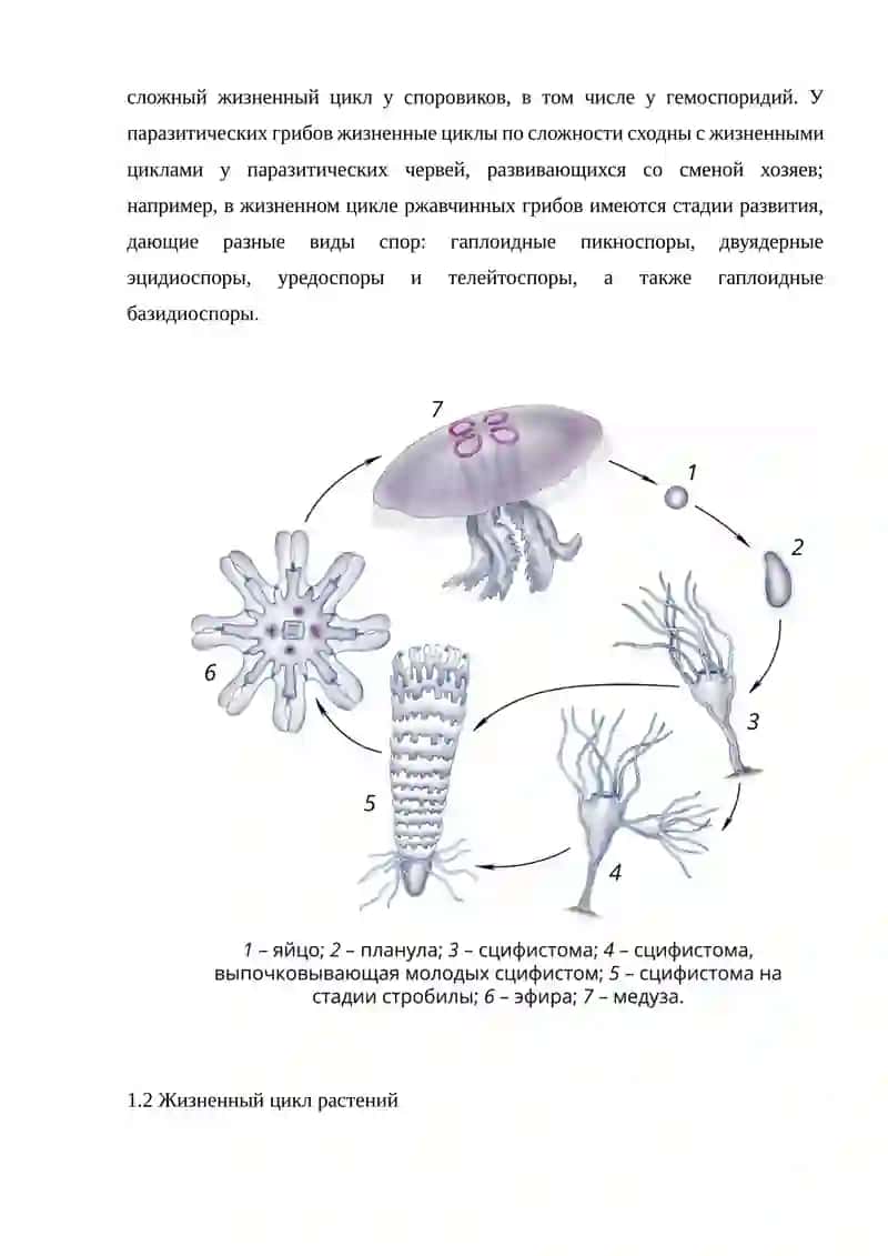Жизненный цикл у животных 4
