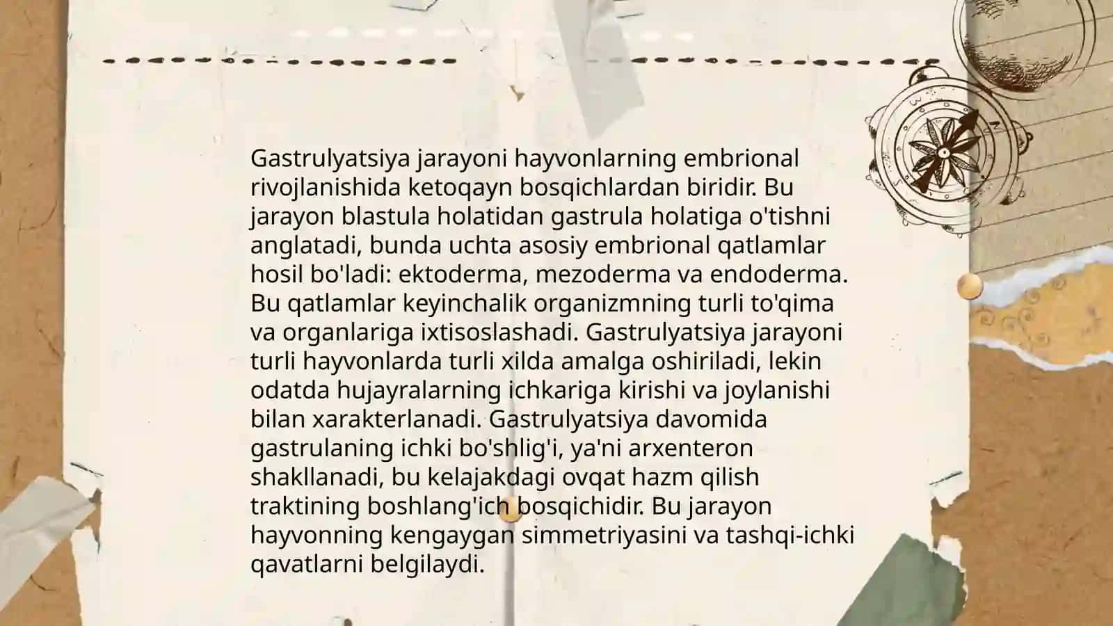 Embrional hujayra bo'linishi 4