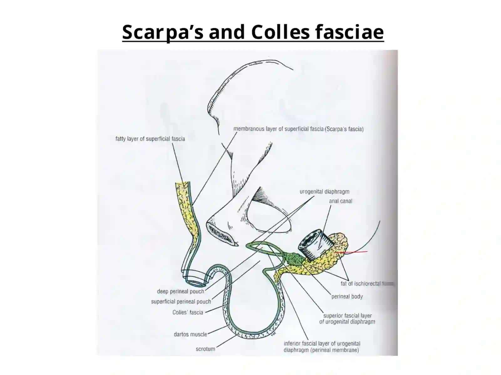 Scrotum, testis, epididymis, spermatic cord 4