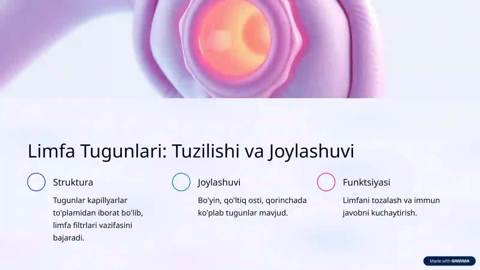 Limfa Sistemasi (Anatomiya) 4