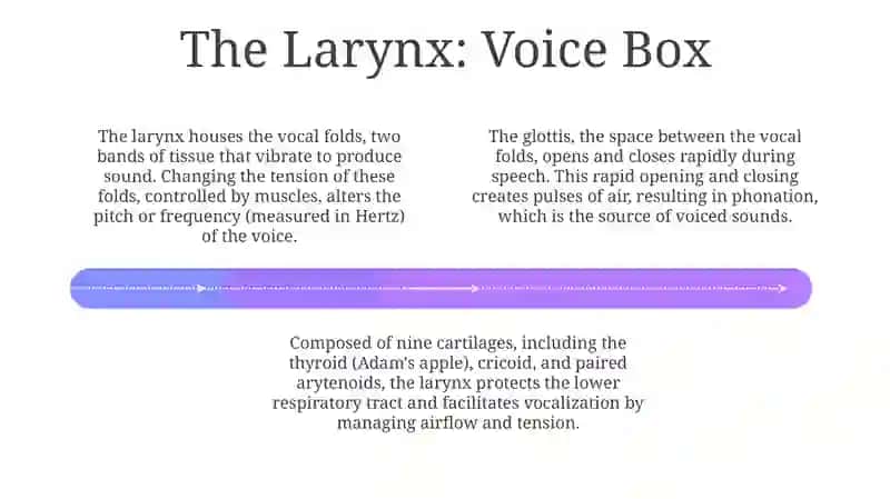 Organs of Speech 4
