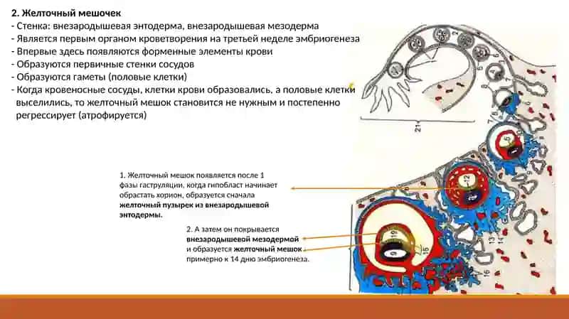 Эмбриология человека 2 4