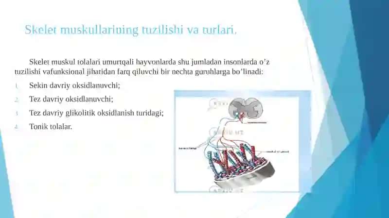 Muskul xossalarini o’rganish usullari. Tetanus 4