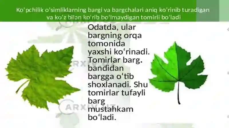 O‘simlik Bargining tashqi tuzilishi 4