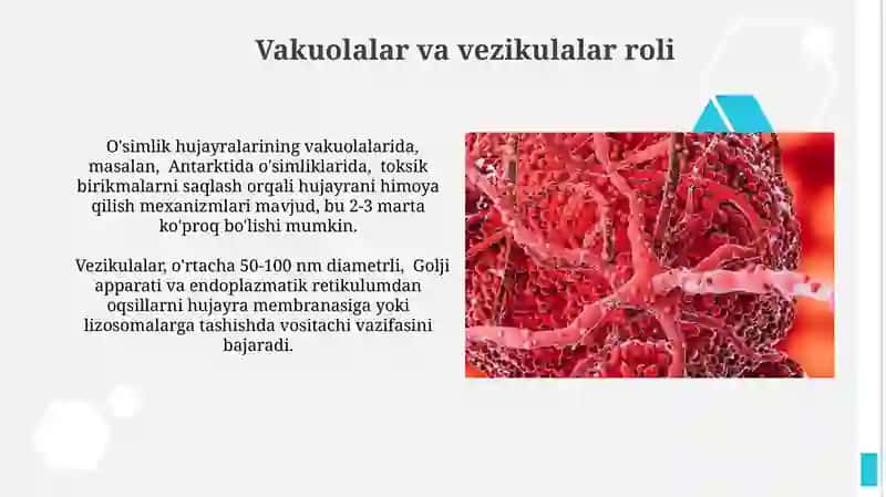 Hujayra ichi transport mexanizmlari: diffuziya va faol transport 4