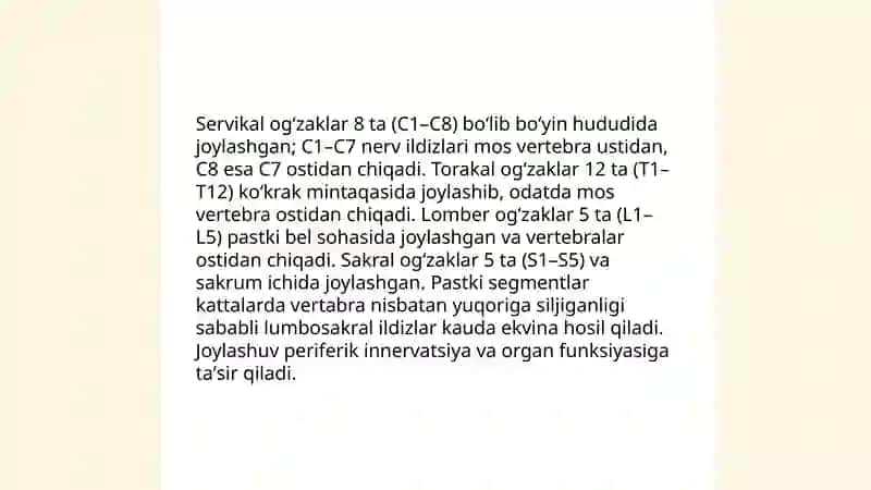 Orqa miya ogʻzaklarining anatomik segmentatsiyasi 4