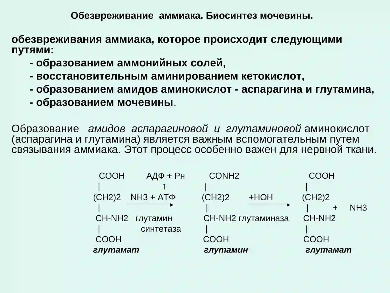 Пути обезвреживания аммиака 4
