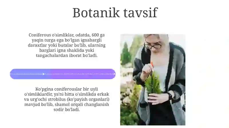 Qarag'ay toifa o'simliklar 4