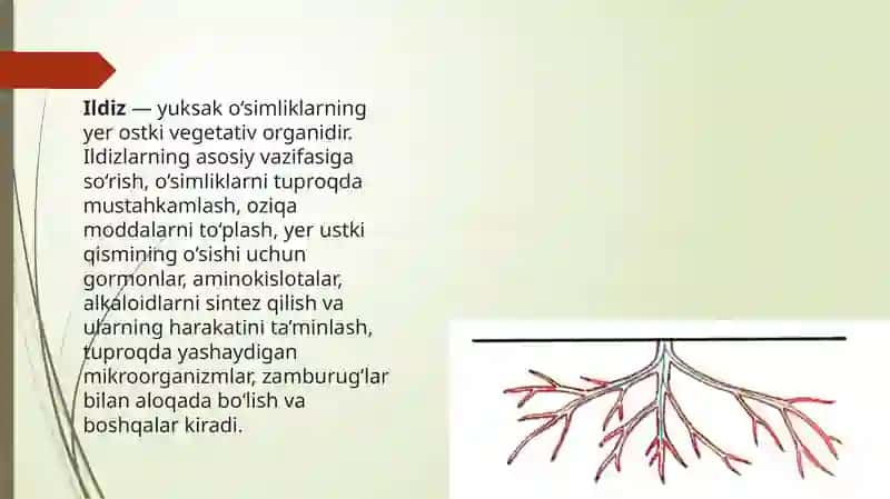 Vegetativ organlar 4