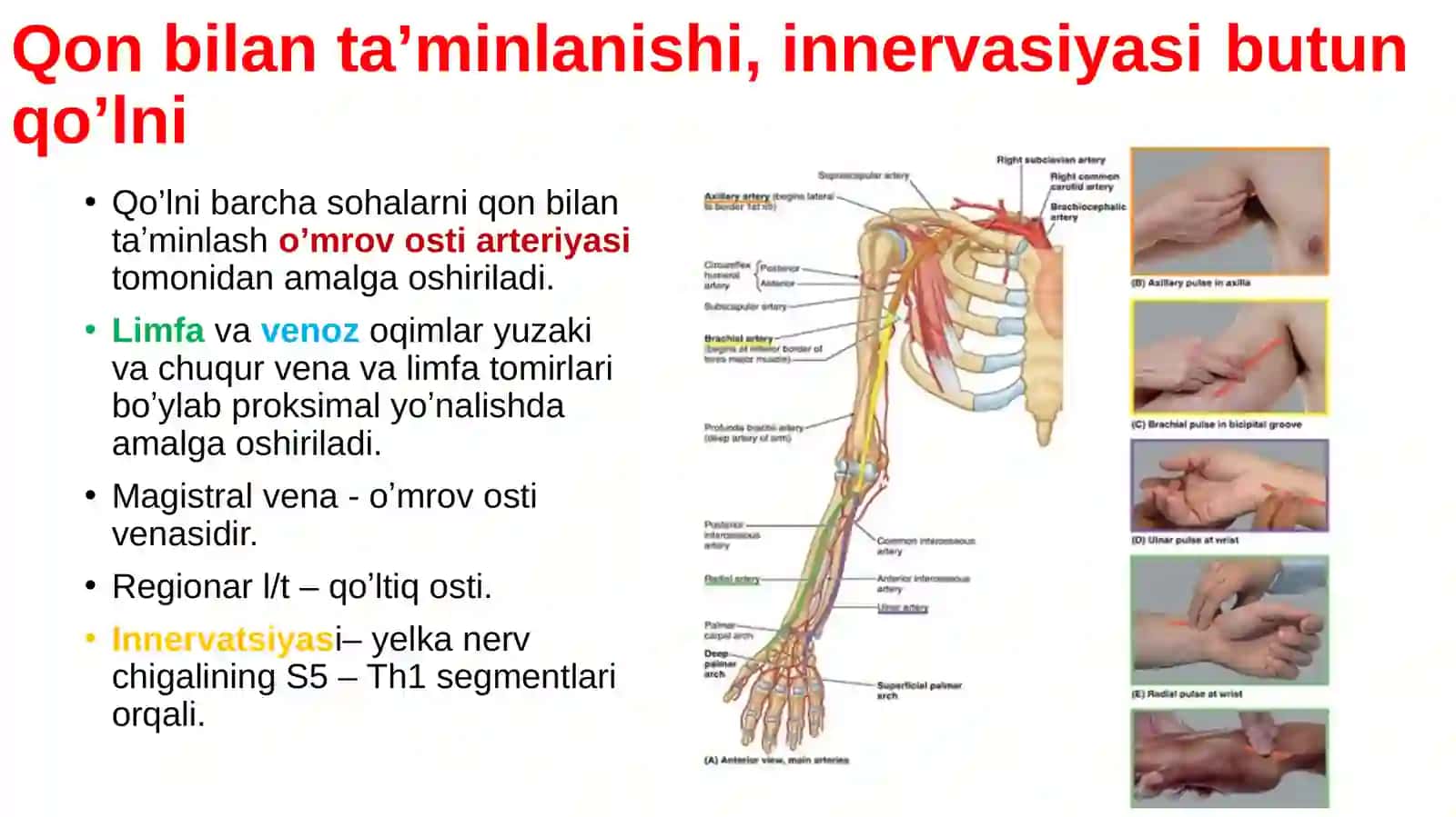 Qo‘lning topografik anatomiyasi 4