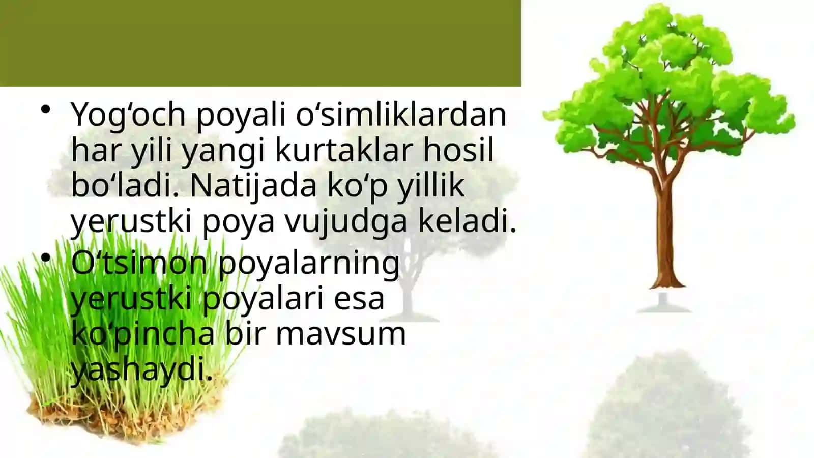 6-sinf Botanika Poyalarning xilma-xilligi 4