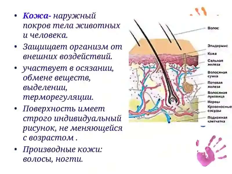 Строение и состав кожи 4