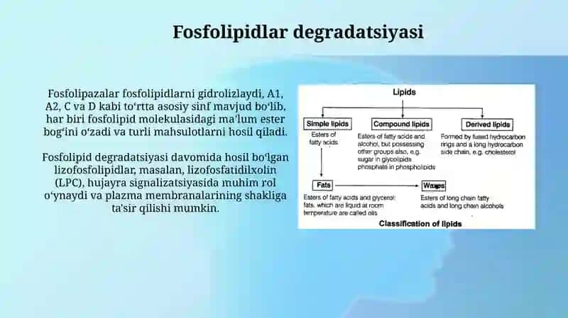 Fosfolipid va steroid metabolizmi 4