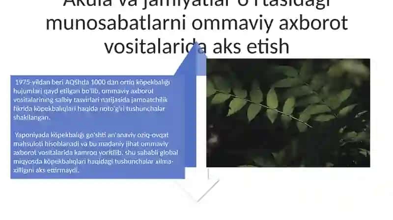 Akulalar haqida tadqiqotlar 4