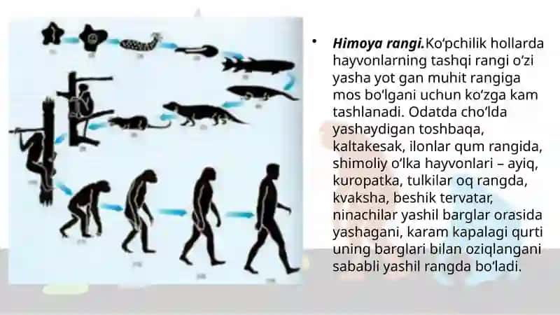 Organik olam dagi moslanishlar – evolutsiya natijasi 4