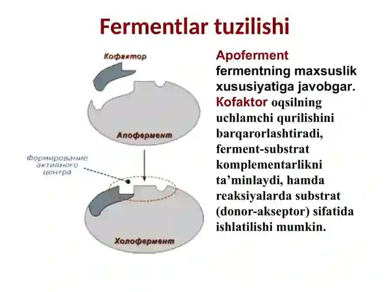 Fermentlar 4