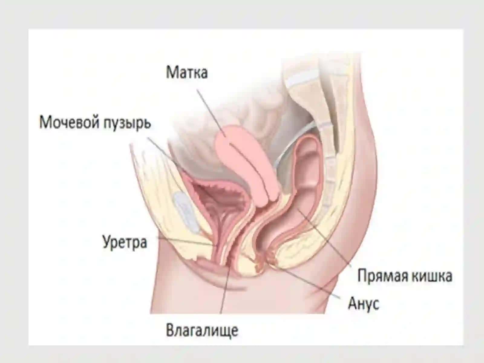 Аёллар жинсий аьзолари жойлашишива ривожланиш нуксонлари 4