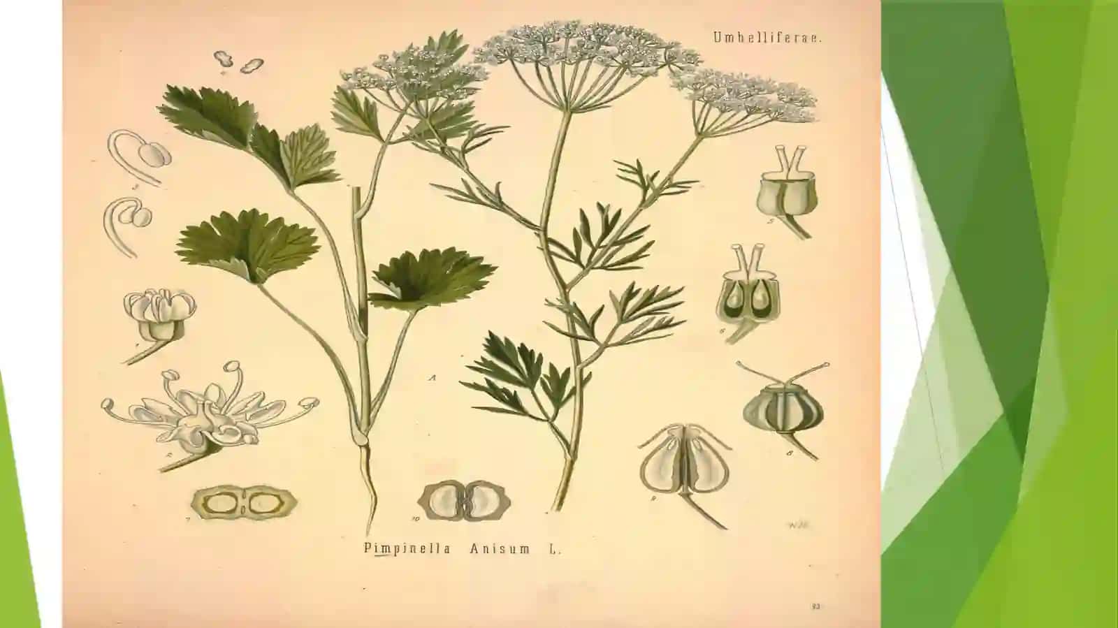Arpabodiyon Oʻsimligi 4