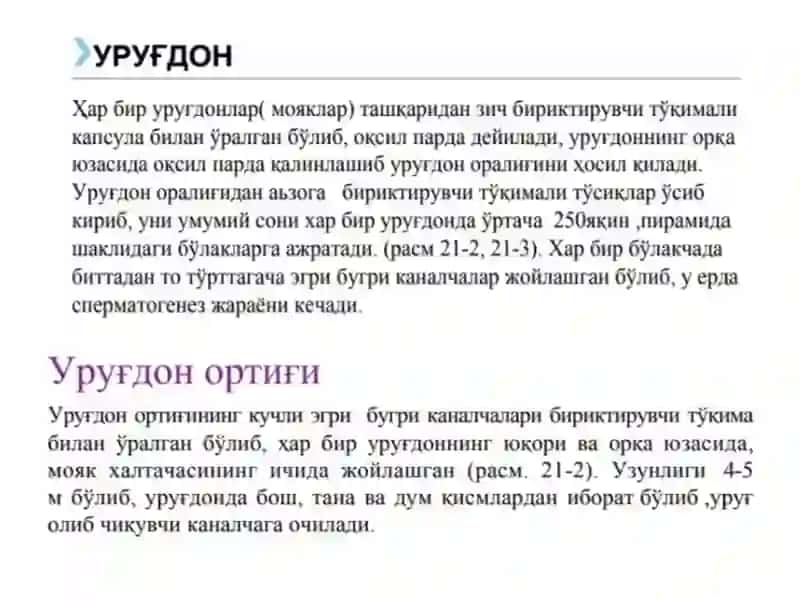 Erkaklar jinsiys sistema g'istalogiyasi 4