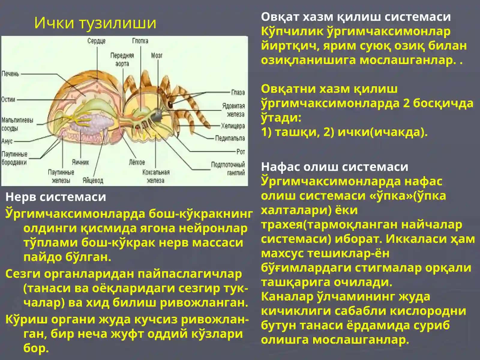 Тиббий Арахноэнтомология 4