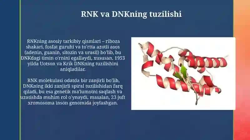 RNK va DNK lar tuzilishi 4