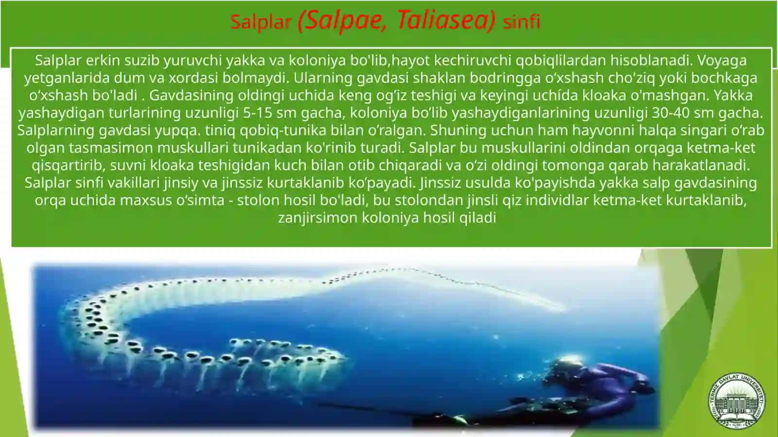 Umurtqalilar zoologiyasi 4