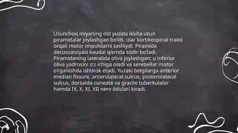 Uzunchoq miya Uning Anatomyasi 4