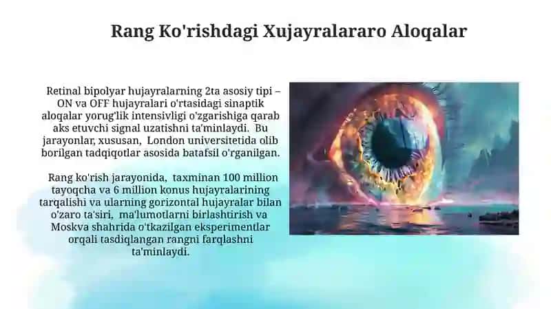 Rang Ko'rishning Neyrofiziologiyasi 4