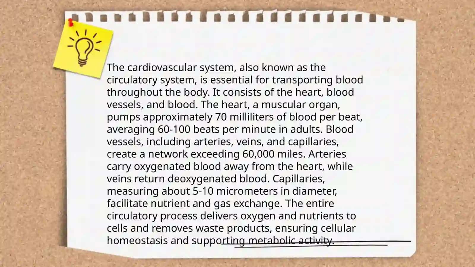 Heart and circulation 4