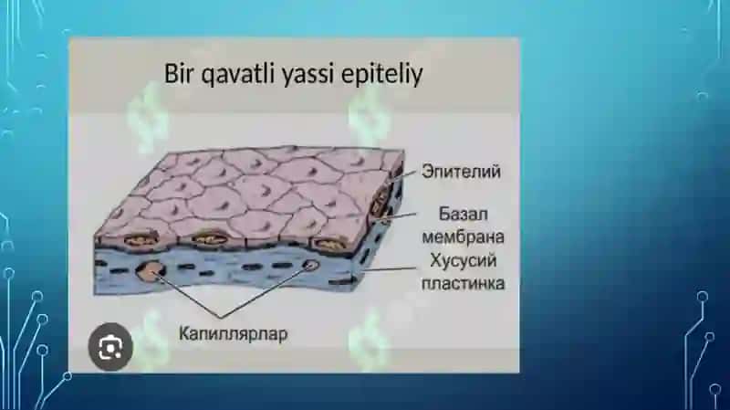 Epiteliy to‘qimasi 4