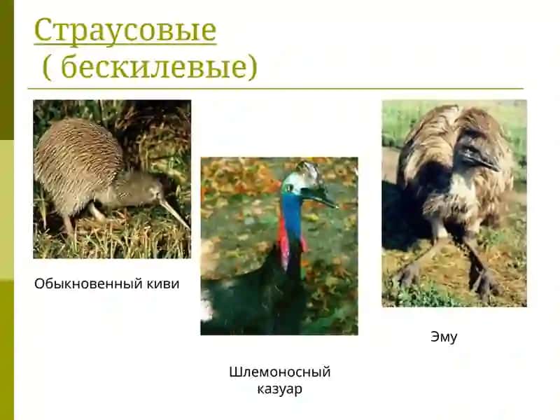 Классификация птиц 4
