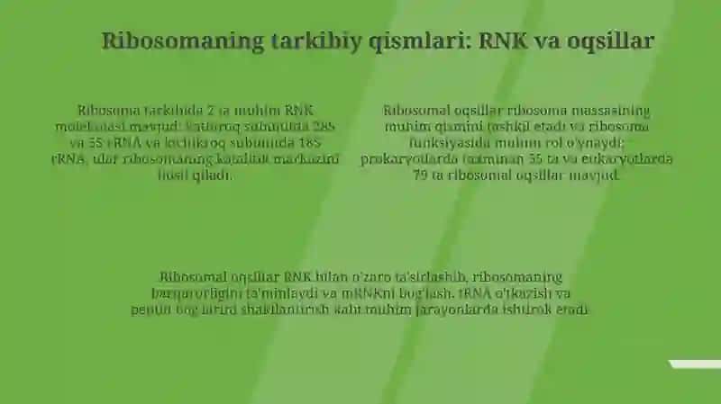 Ribosomaning tuzilishi 4