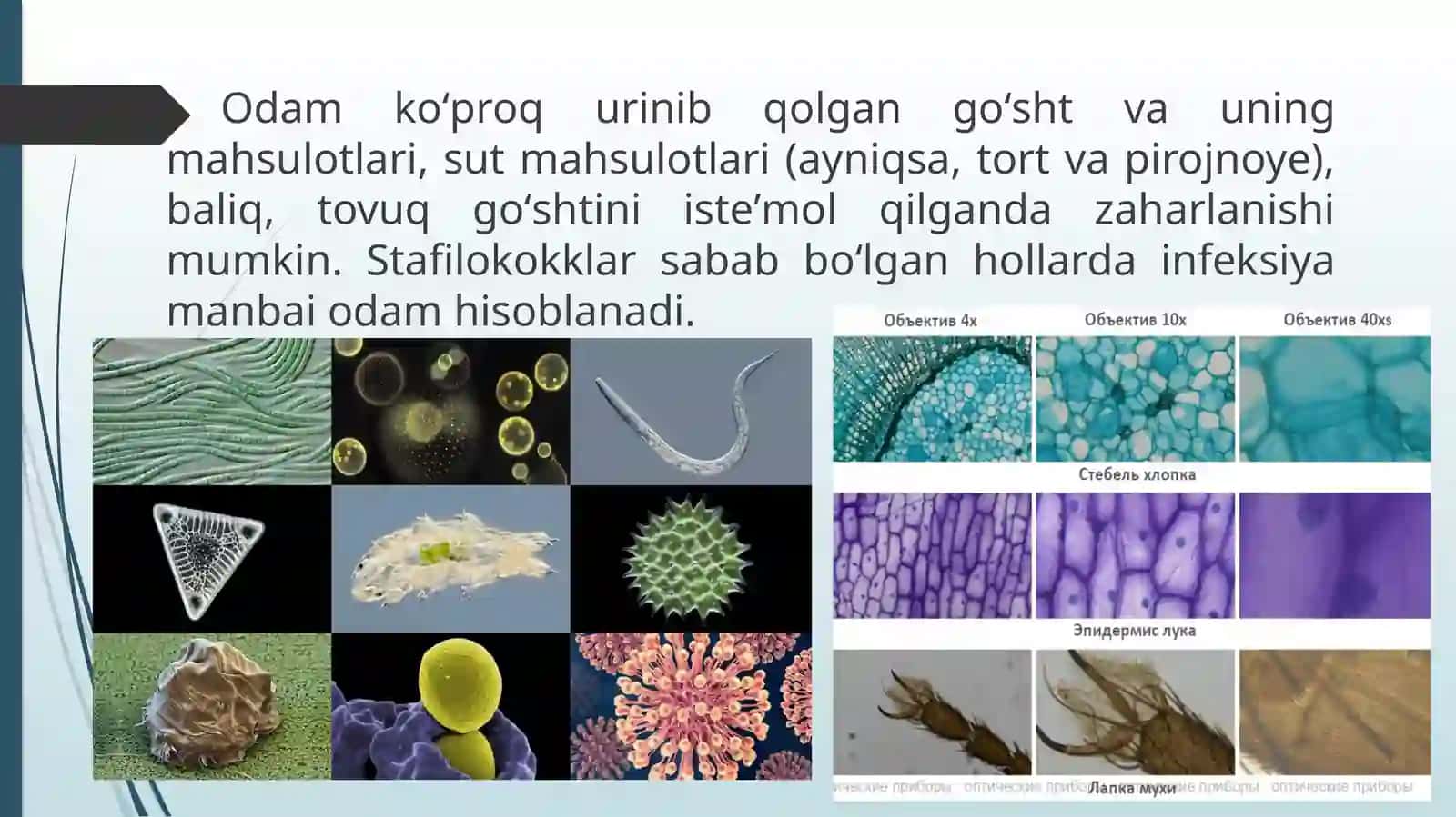 Ovqatdan zaharlanishlar va ularning profilaktikasi 4
