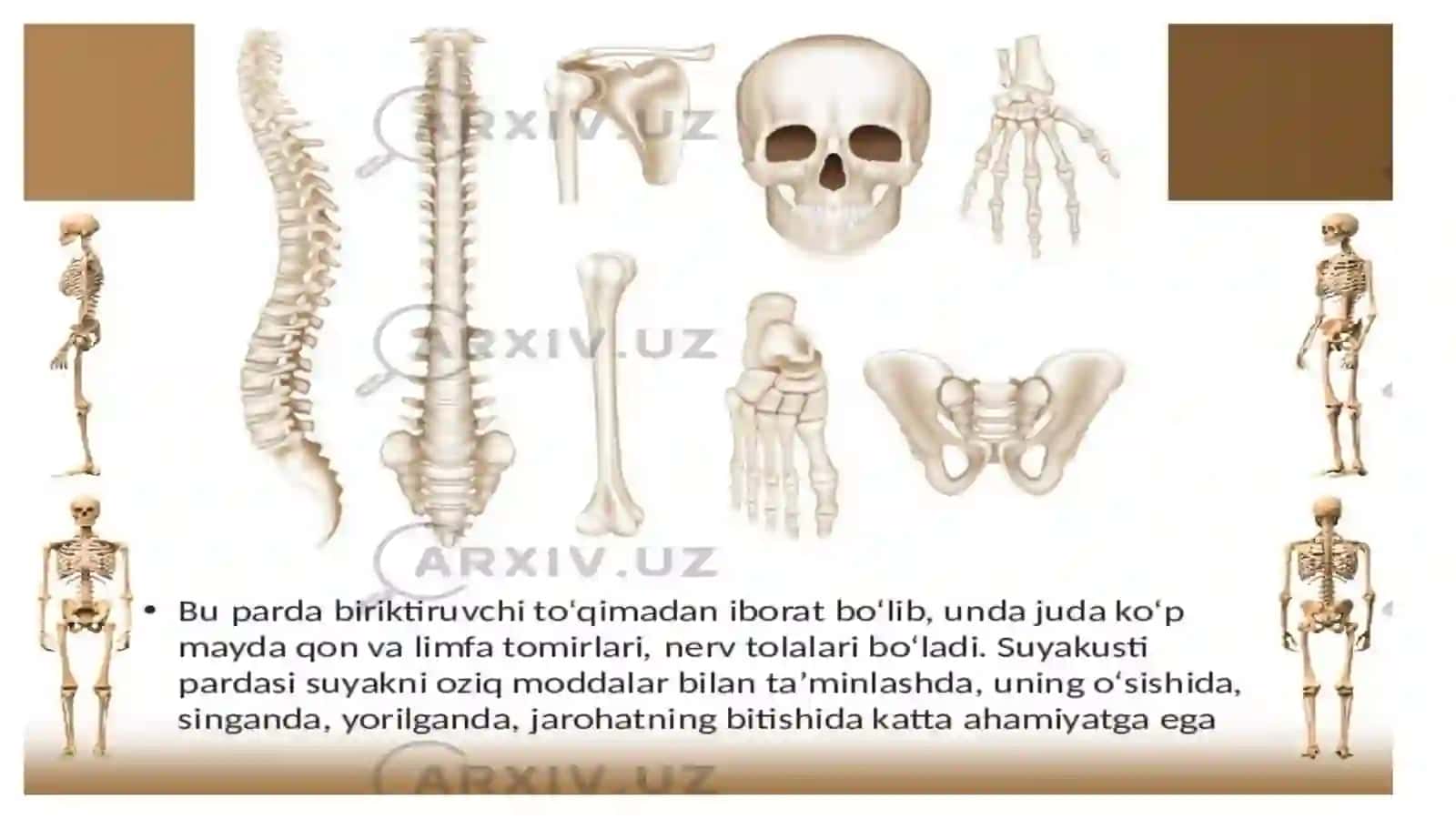 Suyakalarning turlari va vazifalari 4