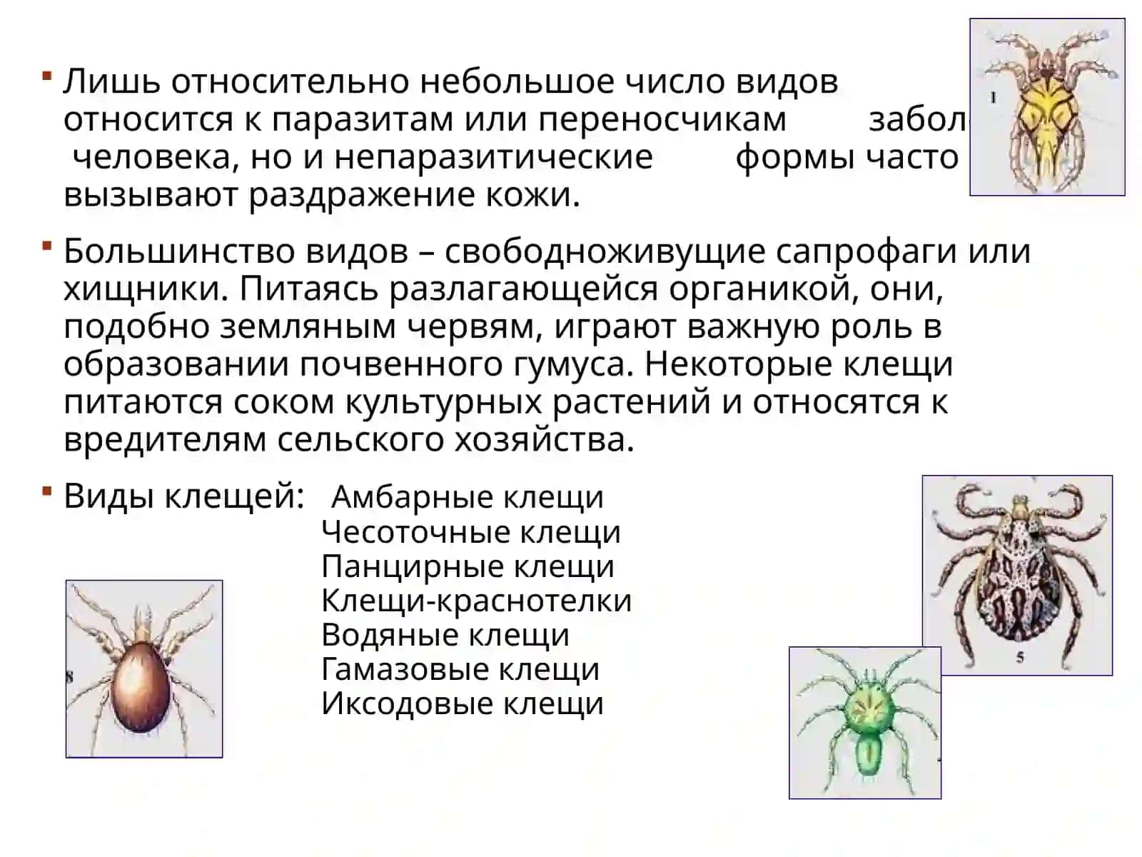 ДЕРМАТООЗООНОЗЫ 4