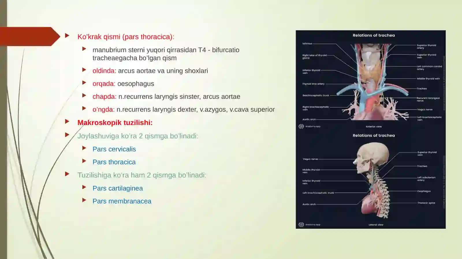 Nafasolishsistemasi 4