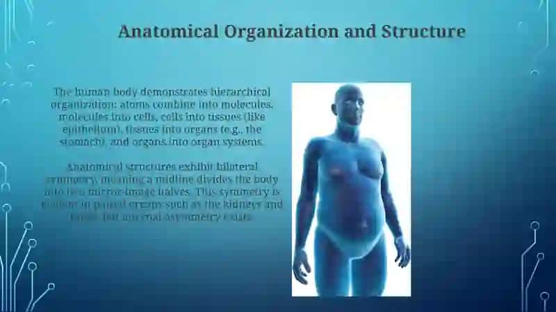 Human organism 4