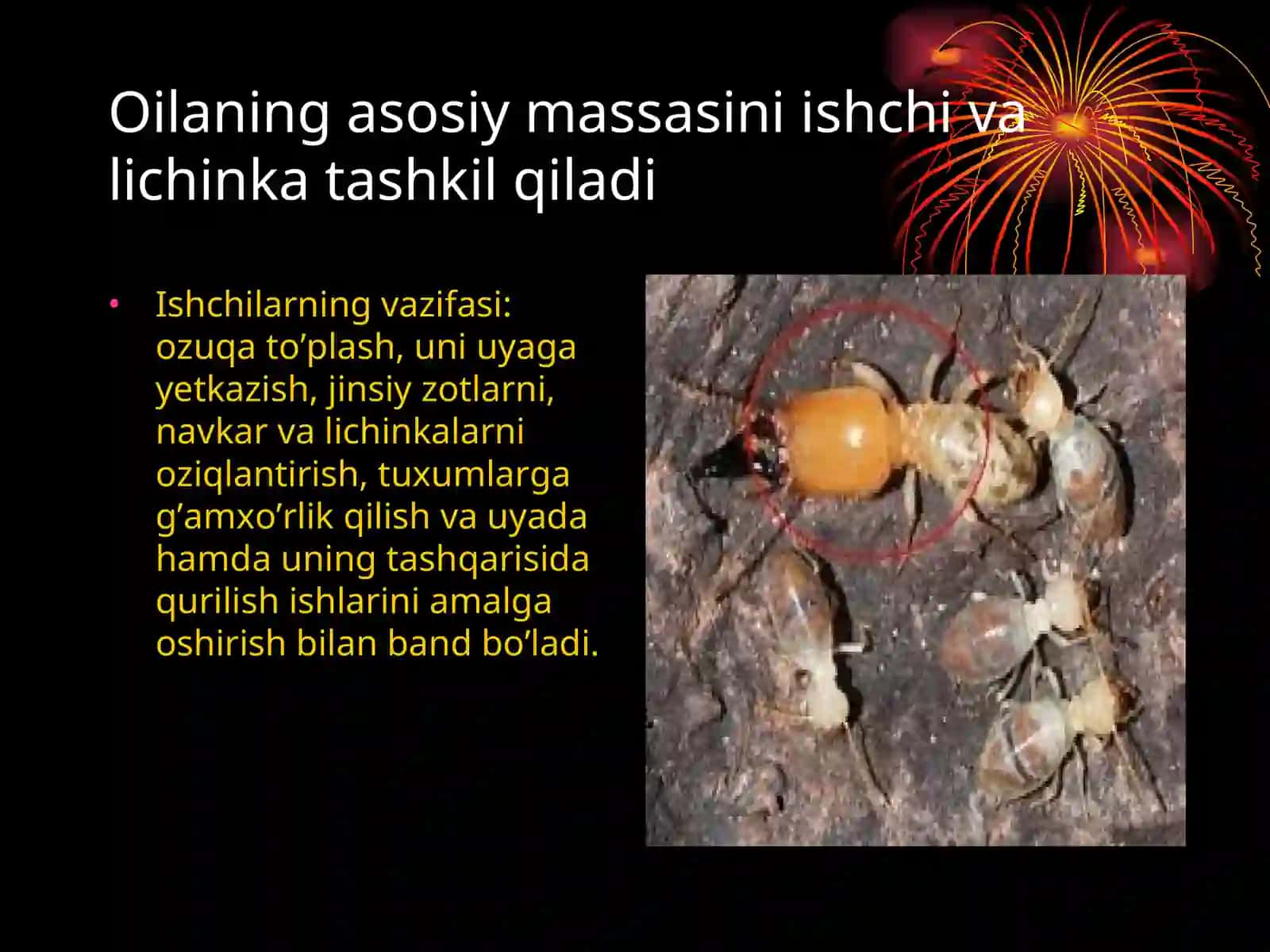 Termitlar TURKUMI 4