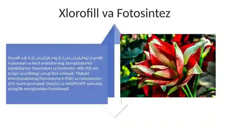Plastida turlari va uning vazifalari 4
