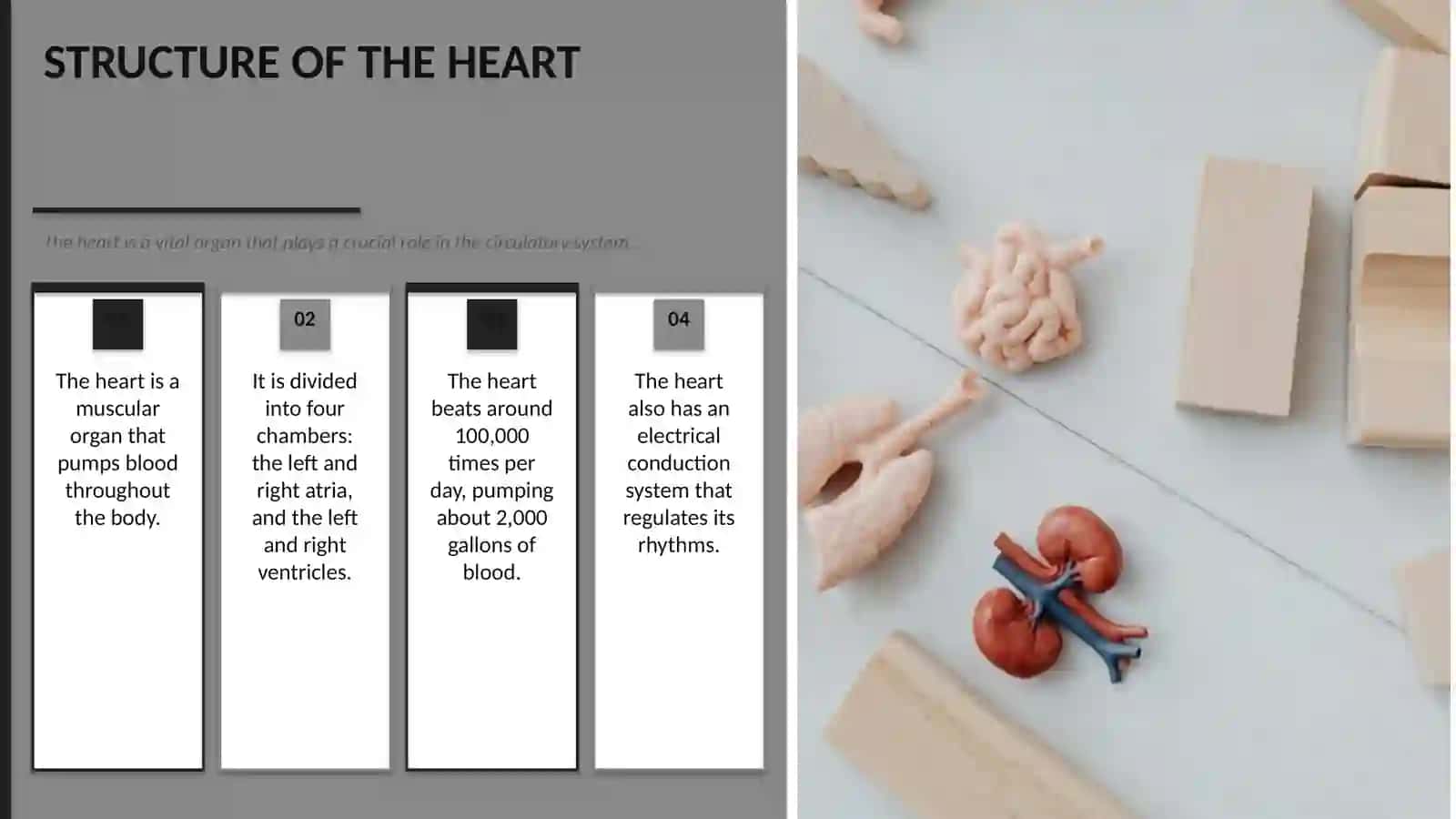 THE HEART AND THE VASCULAR SISTEM 4