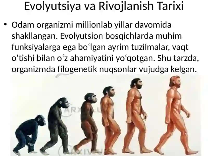 Odam rivojlanishining filogenetik nuqsonlari 4