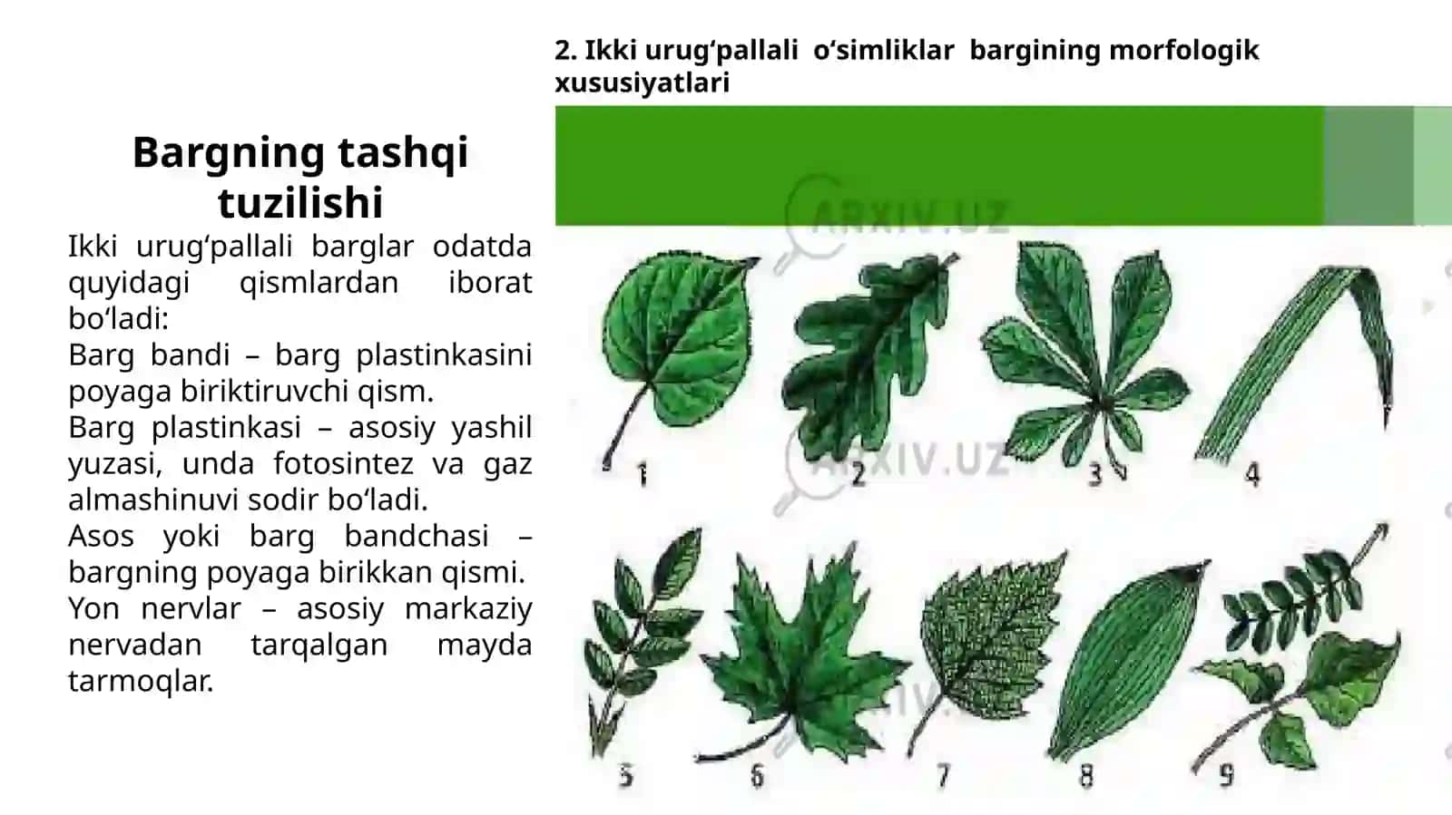 Ikki urugʻpallali oʻsimliklar bargining morfologik va anatomik xususiyatlari 4