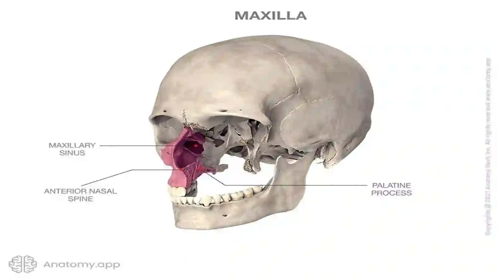 Stomatologiya402aNishonboyevMuhammadrasul 4