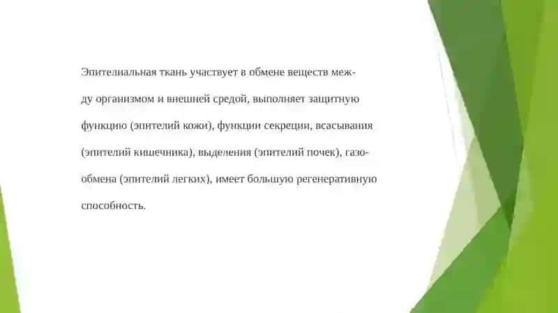 Эпителиальная ткань 4