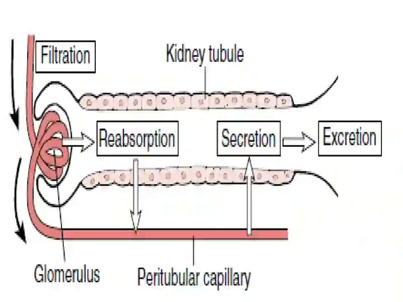 Mechanism of urine formation 4