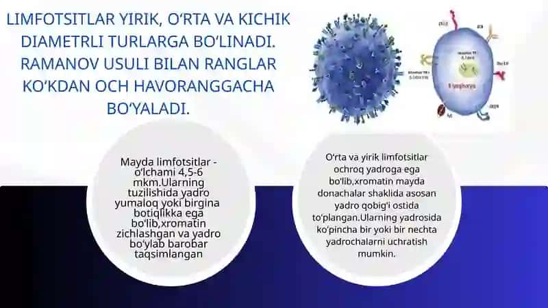 Limfotsitlar TUZILISHI 4