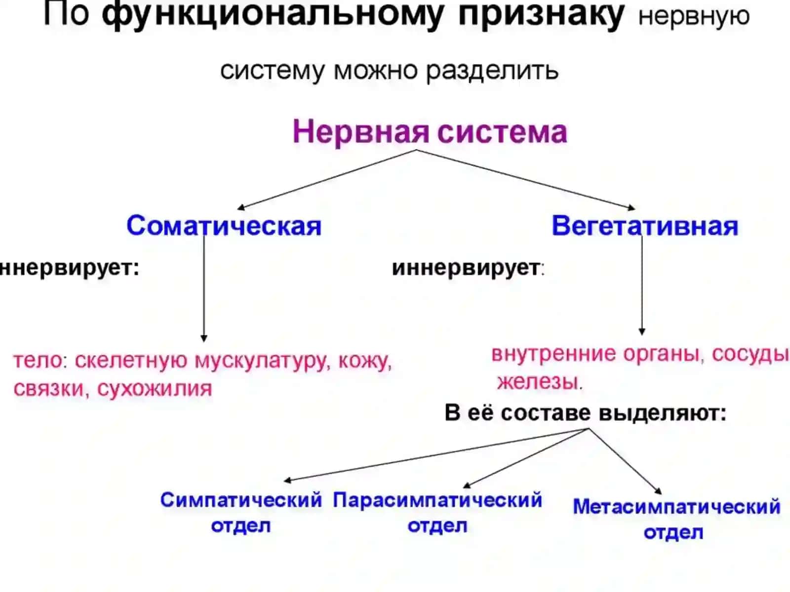 НЕРВНАЯ СИСТЕМА 4