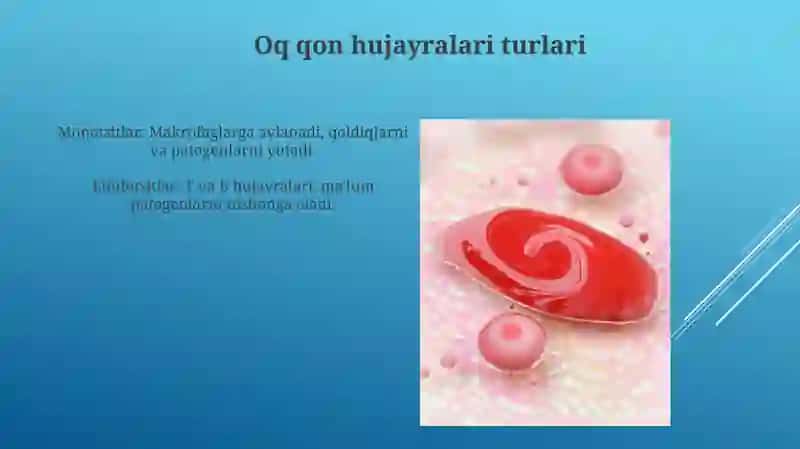Leykotsit 4